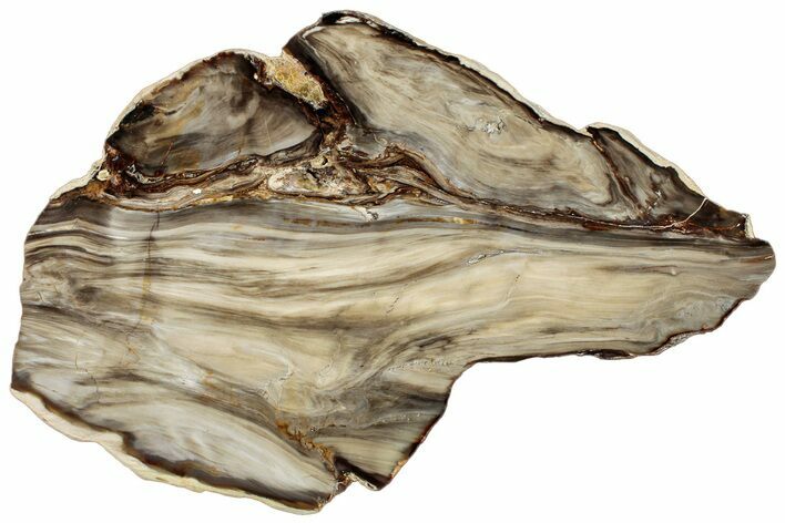 Polished Petrified Wood (Bald Cypress?) Slab - Washington #308400